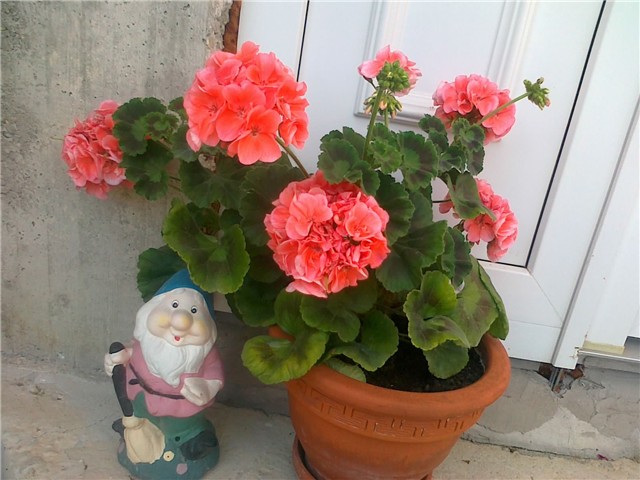 pelargonija i patuljak